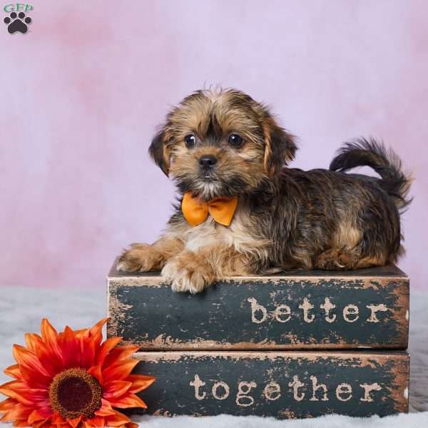 Archie, Shorkie Puppy
